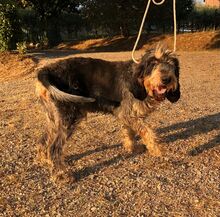 BIAGGIO, Hund, Griffon Nivernais in Italien - Bild 7