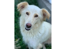 CLEO, Hund, Mischlingshund in Rumänien - Bild 1