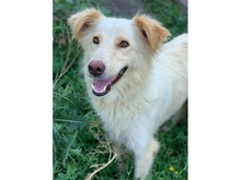 CLEO, Hund, Mischlingshund in Rumänien - Bild 2