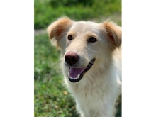 CLEO, Hund, Mischlingshund in Rumänien - Bild 3