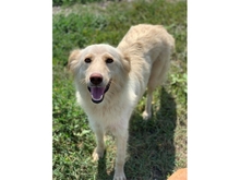 CLEO, Hund, Mischlingshund in Rumänien - Bild 4