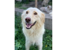 CLEO, Hund, Mischlingshund in Rumänien - Bild 5