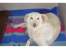 CLEO, Hund, Mischlingshund in Rumänien - Bild 6