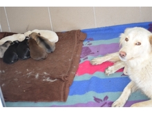 CLEO, Hund, Mischlingshund in Rumänien - Bild 8