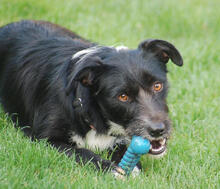 DAISY, Hund, Mischlingshund in Mönchengladbach - Bild 5