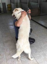 WATSON, Hund, Herdenschutzhund-Mix in Bulgarien - Bild 12