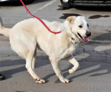 WATSON, Hund, Herdenschutzhund-Mix in Bulgarien - Bild 3