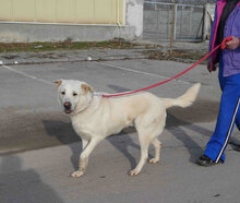 WATSON, Hund, Mischlingshund in Bulgarien - Bild 1