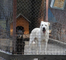 WATSON, Hund, Mischlingshund in Bulgarien - Bild 10