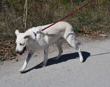 WATSON, Hund, Mischlingshund in Bulgarien - Bild 15