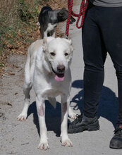 WATSON, Hund, Mischlingshund in Bulgarien - Bild 16