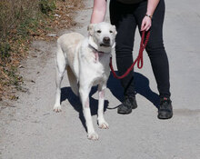 WATSON, Hund, Mischlingshund in Bulgarien - Bild 17