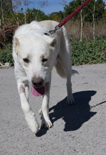 WATSON, Hund, Mischlingshund in Bulgarien - Bild 18