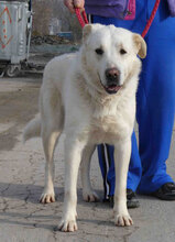 WATSON, Hund, Mischlingshund in Bulgarien - Bild 2