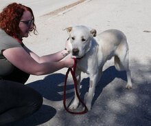 WATSON, Hund, Mischlingshund in Bulgarien - Bild 20