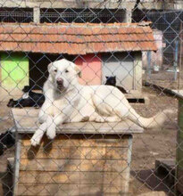 WATSON, Hund, Mischlingshund in Bulgarien - Bild 21
