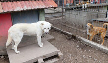 WATSON, Hund, Mischlingshund in Bulgarien - Bild 22