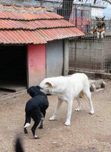 WATSON, Hund, Mischlingshund in Bulgarien - Bild 23