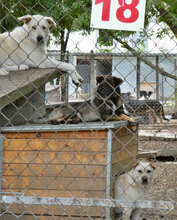 WATSON, Hund, Mischlingshund in Bulgarien - Bild 24