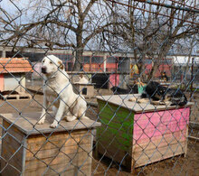 WATSON, Hund, Mischlingshund in Bulgarien - Bild 25