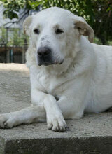 WATSON, Hund, Mischlingshund in Bulgarien - Bild 26
