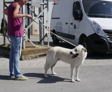 WATSON, Hund, Mischlingshund in Bulgarien - Bild 27