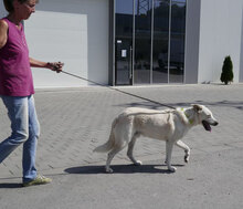 WATSON, Hund, Mischlingshund in Bulgarien - Bild 28