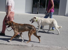WATSON, Hund, Mischlingshund in Bulgarien - Bild 29