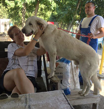 WATSON, Hund, Mischlingshund in Bulgarien - Bild 30