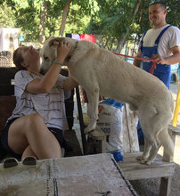 WATSON, Hund, Mischlingshund in Bulgarien - Bild 31