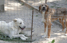WATSON, Hund, Mischlingshund in Bulgarien - Bild 32