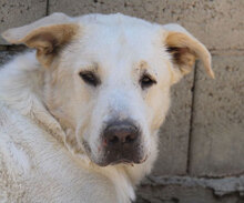 WATSON, Hund, Mischlingshund in Bulgarien - Bild 33