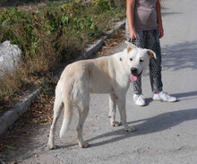 WATSON, Hund, Mischlingshund in Bulgarien - Bild 4
