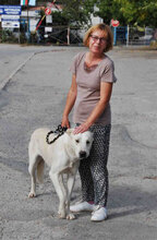 WATSON, Hund, Mischlingshund in Bulgarien - Bild 5