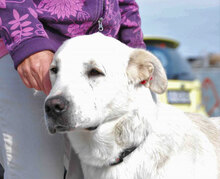 WATSON, Hund, Mischlingshund in Bulgarien - Bild 6