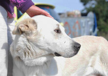 WATSON, Hund, Mischlingshund in Bulgarien - Bild 7