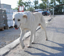 WATSON, Hund, Mischlingshund in Bulgarien - Bild 8