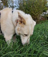 WATSON, Hund, Mischlingshund in Obersulm - Bild 35