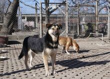 TANI, Hund, Mischlingshund in Bulgarien - Bild 10