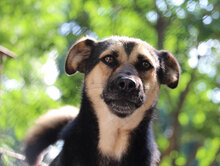 TANI, Hund, Mischlingshund in Bulgarien - Bild 11