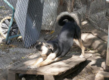 TANI, Hund, Mischlingshund in Bulgarien - Bild 12