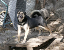 TANI, Hund, Mischlingshund in Bulgarien - Bild 13