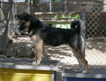 TANI, Hund, Mischlingshund in Bulgarien - Bild 14