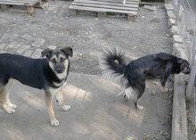 TANI, Hund, Mischlingshund in Bulgarien - Bild 16