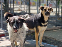 TANI, Hund, Mischlingshund in Bulgarien - Bild 17