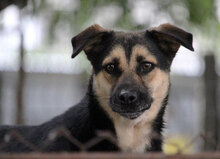 TANI, Hund, Mischlingshund in Bulgarien - Bild 19