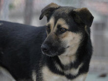 TANI, Hund, Mischlingshund in Bulgarien - Bild 20