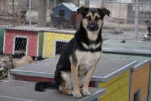 TANI, Hund, Mischlingshund in Bulgarien - Bild 21