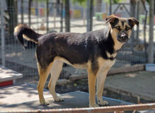 TANI, Hund, Mischlingshund in Bulgarien - Bild 22