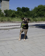 TANI, Hund, Mischlingshund in Bulgarien - Bild 23